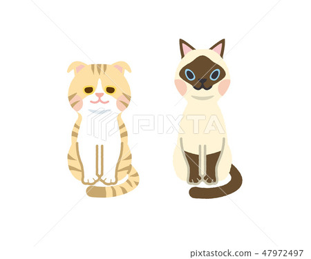 貓設置 47972497
