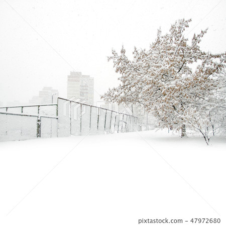Park with Trees covered with Snow 47972680