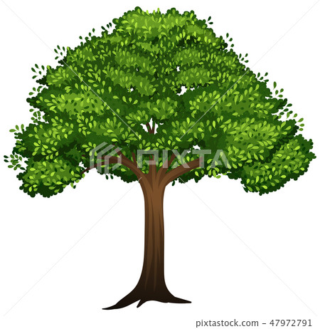 A isolated tree on white background A isolated tree on white background 47972791