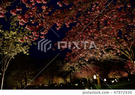 Cherry-blossom light-up through through Nagao Hokutoyama mountain boundary temple grounds 47972930