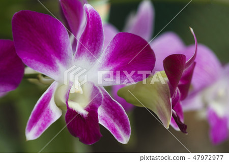 Pink orchid flower. 47972977