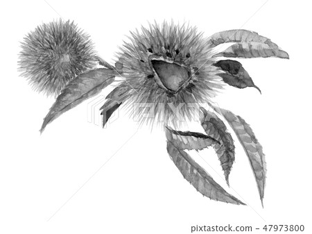 板栗beiguri與葉子板栗樹墨水墨水畫單調 47973800