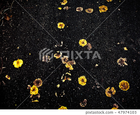 Abstract background, Damage yellow flower on road 47974103