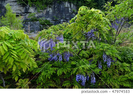 Yamahaji blooming in Nagatoro rock formations 47974583