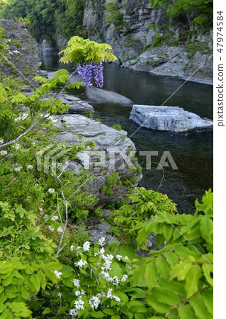 Yamahaji blooming in Nagatoro rock formations 47974584