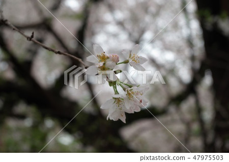 大宮公園的櫻花 47975503