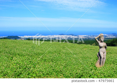 蕎麥田，蕎麥花，農田，濟州蕎麥花， 47975661