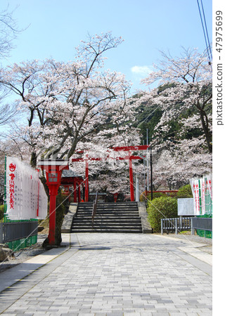 春天長門豐川稻荷神社 春天長門豐川稻荷神社 47975699