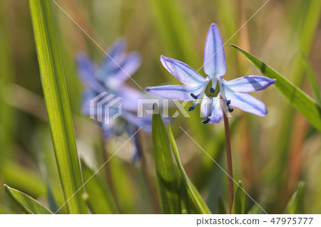 Siberian squill (Scilla siberica) blooming 47975777