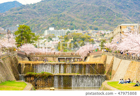 櫻花和蘆屋市的街道 47975808