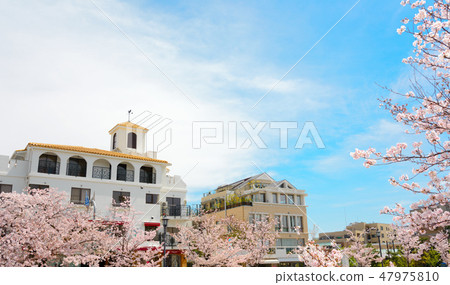櫻花和蘆屋市的街道 47975810