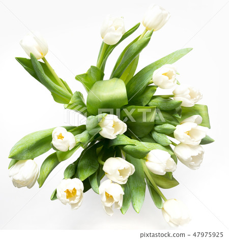 Bouquet of white tulip on white. Floral pattern. 47975925