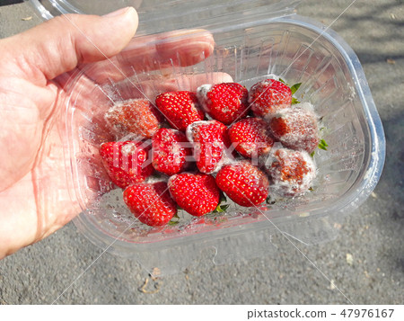 Strawberries with mold fungus in the packaging box 47976167