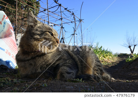 外貓 外貓 47976179