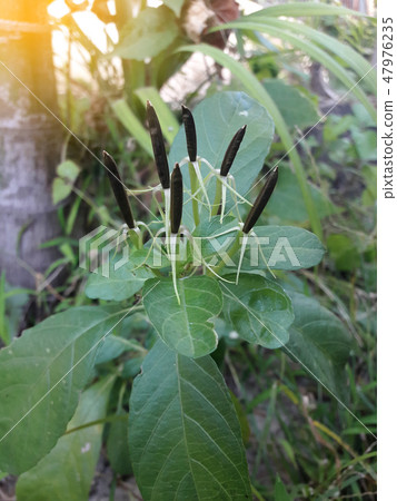 Seeds of Ruellia tuberosa or cracker plant 47976235
