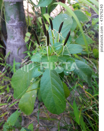 Seeds of Ruellia tuberosa or cracker plant 47976240