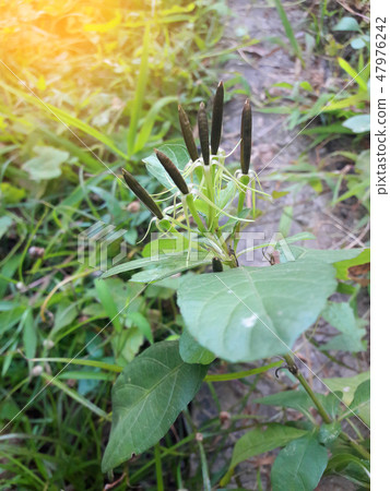 Seeds of Ruellia tuberosa or cracker plant 47976242