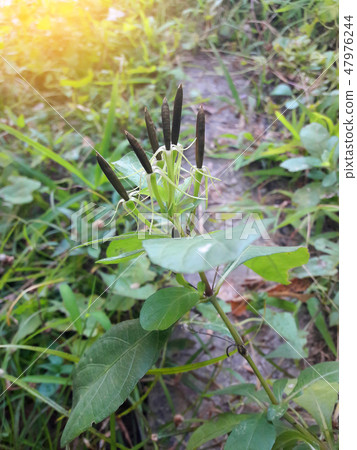 Seeds of Ruellia tuberosa or cracker plant 47976244