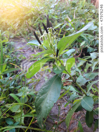 Seeds of Ruellia tuberosa or cracker plant 47976246