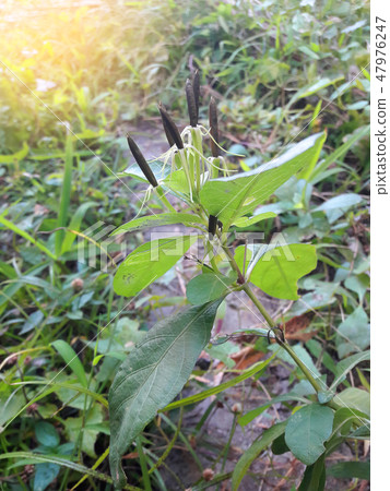 Seeds of Ruellia tuberosa or cracker plant 47976247