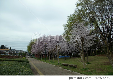 Cherry blossoms at Yono Park 47976359