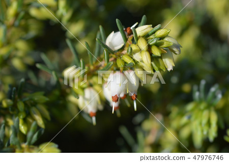 Darley Dale heath Lena 47976746