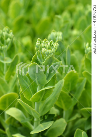 Butterfly stonecrop 47976752