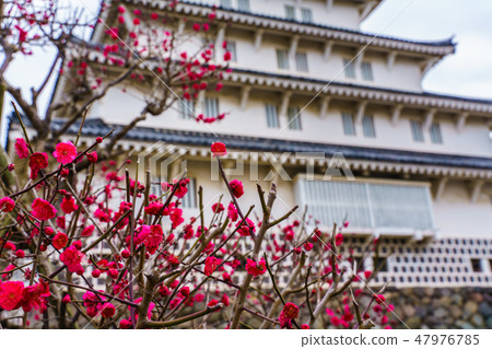 Shimabara Castle and Ume [Shimabara-shi Nagasaki prefecture] 47976785