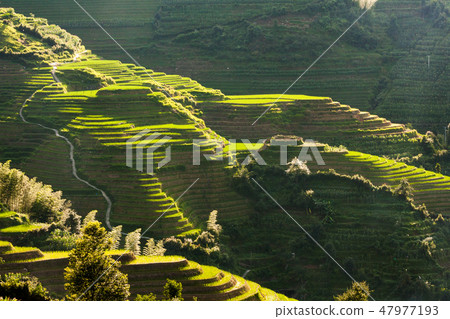 Longsheng rice terraces landscape in China Longsheng rice terraces landscape in China 47977193