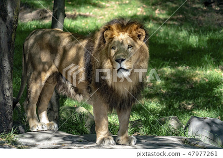 african male lion on forest savana background african male lion on forest savana background 47977261