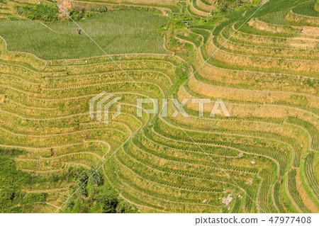 Longsheng rice terraces landscape in China Longsheng rice terraces landscape in China 47977408