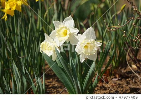 Narcissus Narcissus 47977409