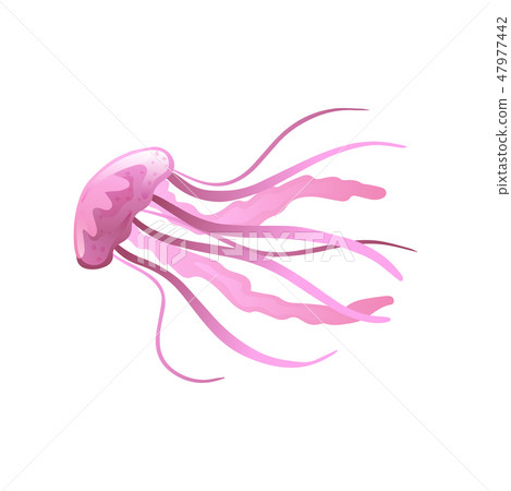 Jellyfish, Beautiful Pink Swimming Marine Underwater Creature Vector Illustration 47977442