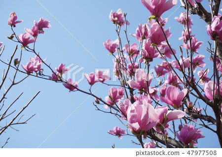Magnolia flower Magnolia flower 47977508