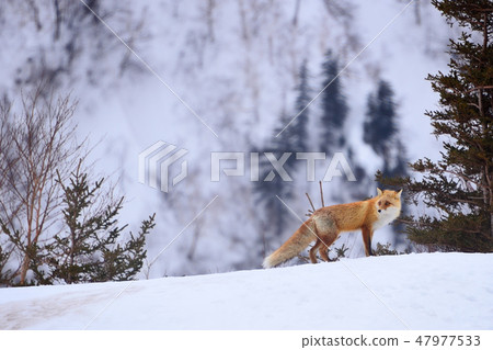 Kita Fox Searching for food 47977533