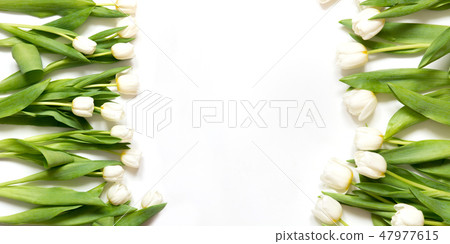 Border of white tulip on white. Top view with copy space. 47977615