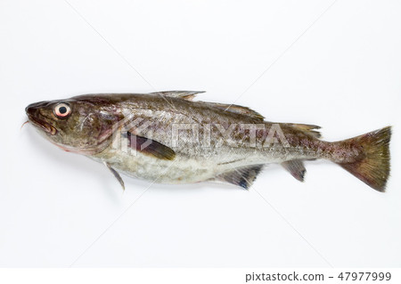 Pacific cod 47977999