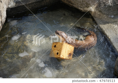 Winter animal park Otter corner 47978513