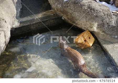 Winter animal park Otter corner 47978514