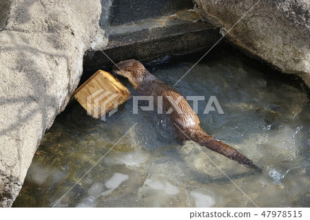 Winter animal park Otter corner 47978515