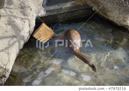 Winter animal park Otter corner 47978516