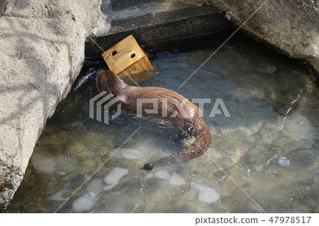 Winter animal park Otter corner 47978517