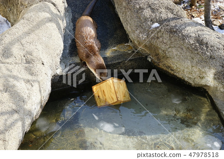 Winter animal park Otter corner 47978518