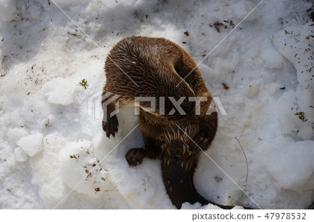 Winter animal park Otter corner Winter animal park Otter corner 47978532