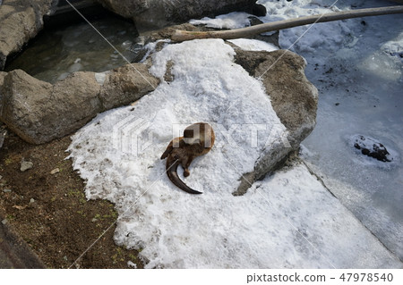 Winter animal park Otter corner 47978540