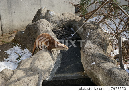Winter animal park Otter corner 47978550
