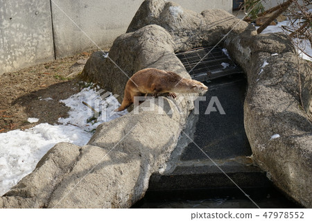 冬季動物公園水獺角落 冬季動物公園水獺角落 47978552