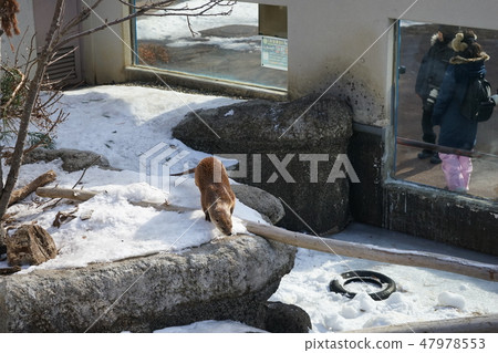 冬季動物公園水獺角落 冬季動物公園水獺角落 47978553