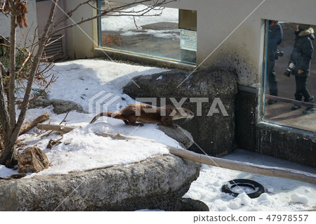 冬季動物公園水獺角落 冬季動物公園水獺角落 47978557