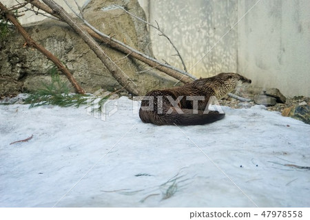 冬季動物公園水獺角落 冬季動物公園水獺角落 47978558